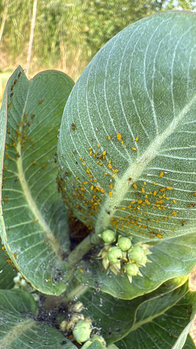 Oleander Aphid
