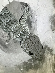 Gekko reevesii