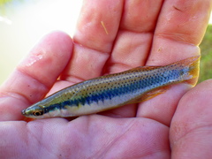 Fundulus olivaceus