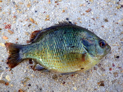 Lepomis miniatus