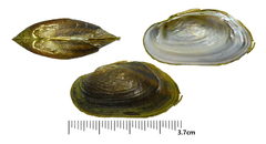 Nodularia douglasiae