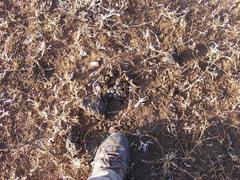 Connochaetes taurinus taurinus