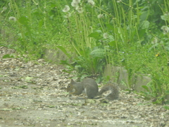 Sciurus carolinensis