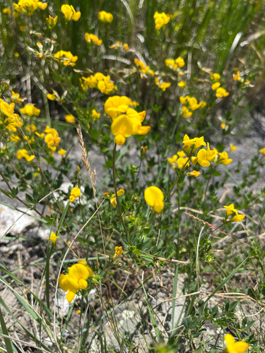 bird's-foot trefoil
