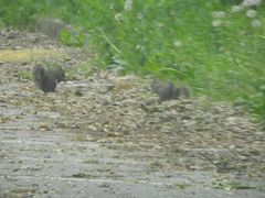 Sciurus carolinensis