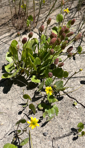Alkali Buttercup