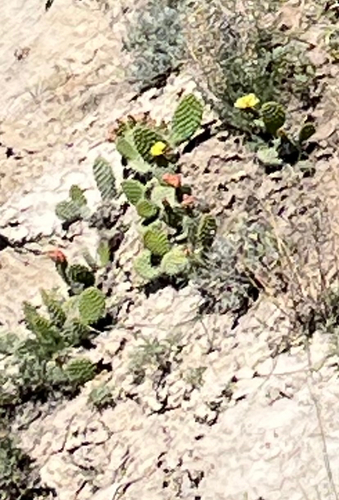 Plains Pricklypear