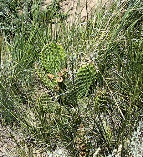 Plains Pricklypear