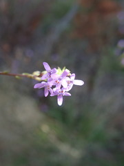 Pseudoselago verbenacea