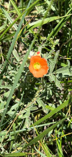 Scarlet Globemallow