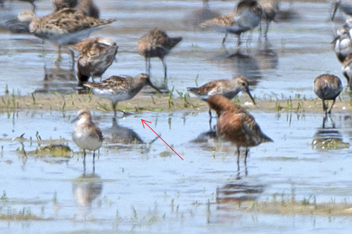 iNaturalist image