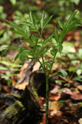 Amorphophallus hewittii, photograph 6