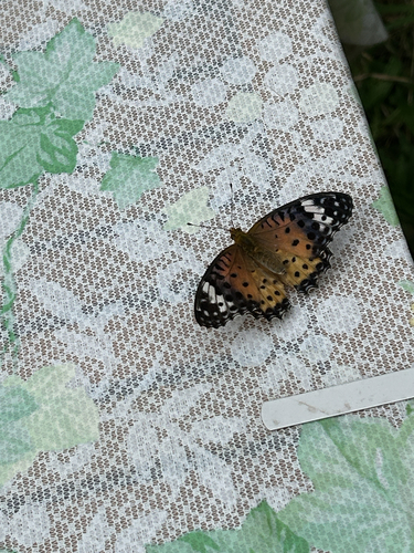 Chinese Tropical Fritillary