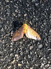 Anisota virginiensis