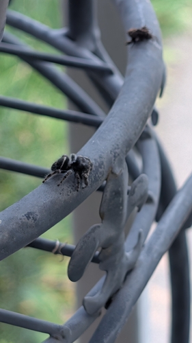Bold Jumping Spider