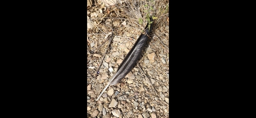 Plume de Grand Corbeau