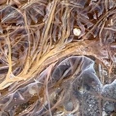 Gracilariaceae