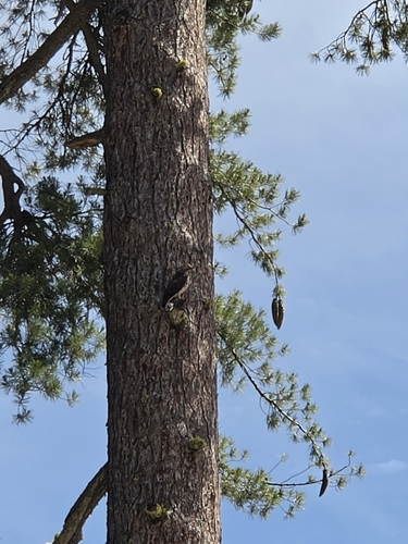 iNaturalist observation photo of Red-tailed Hawk