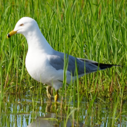Ring-billed Gull