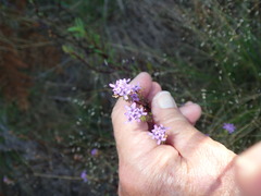 Pseudoselago verbenacea