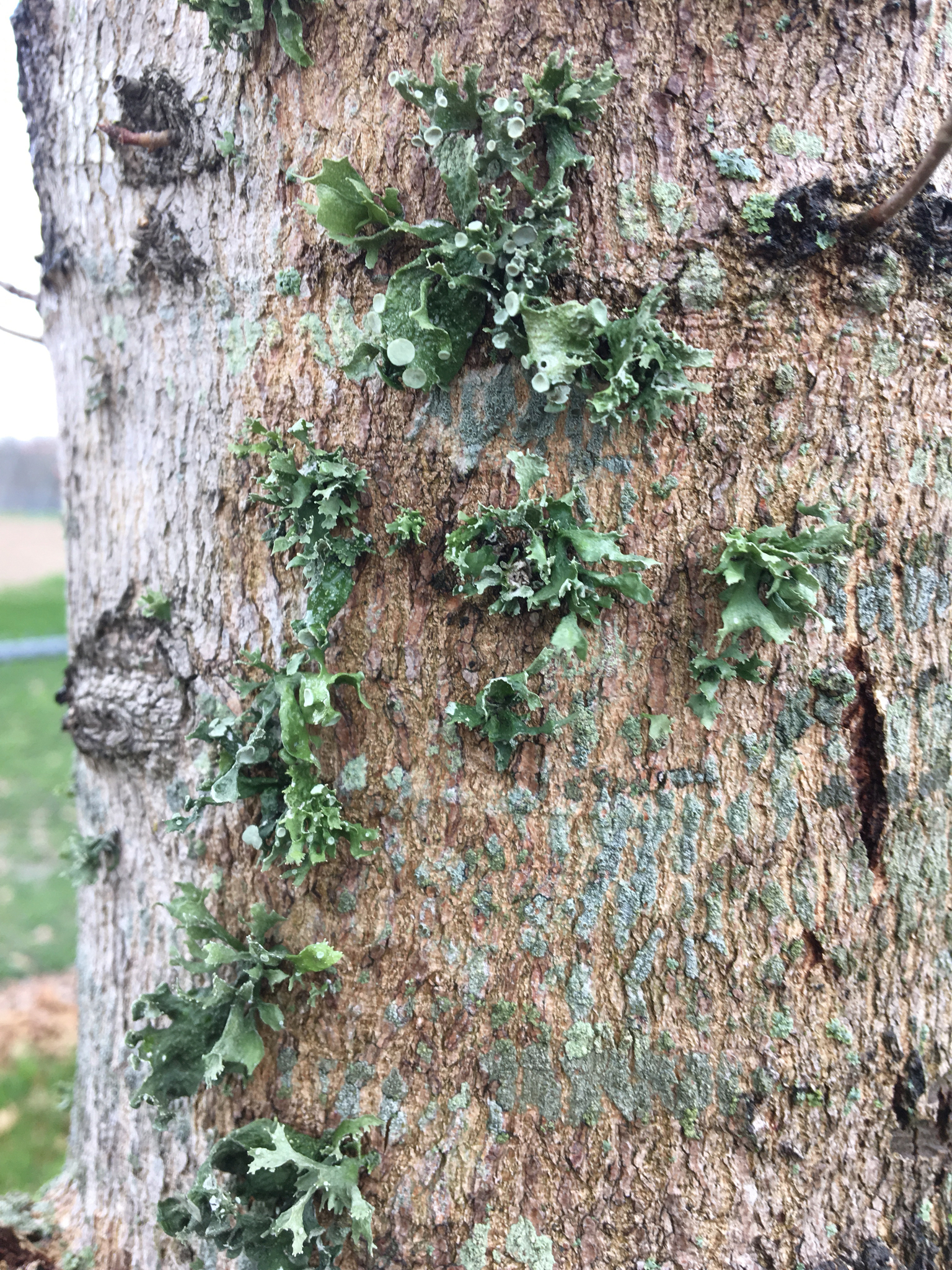 Ramalina complanata image