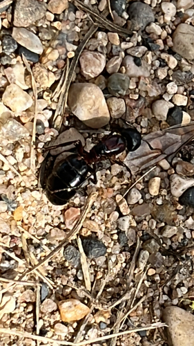New York Carpenter Ant