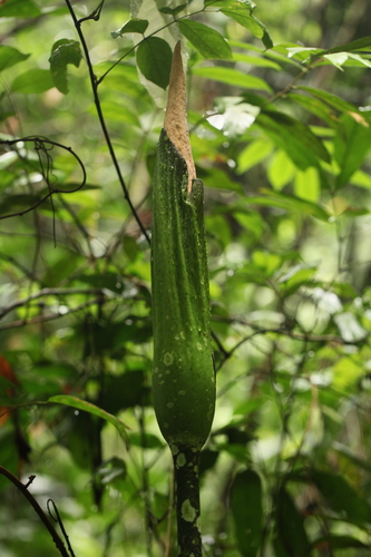 Amorphophallus hewittii, photograph 5