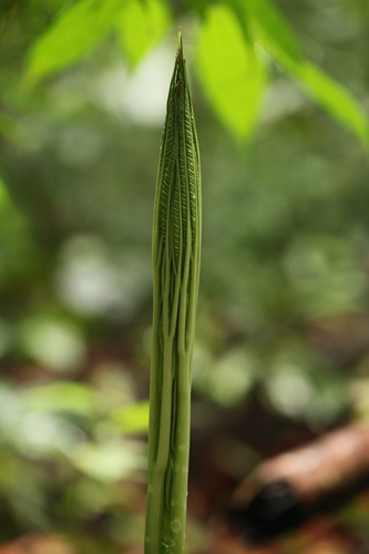 Amorphophallus hewittii, photograph 4