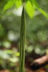 Amorphophallus hewittii