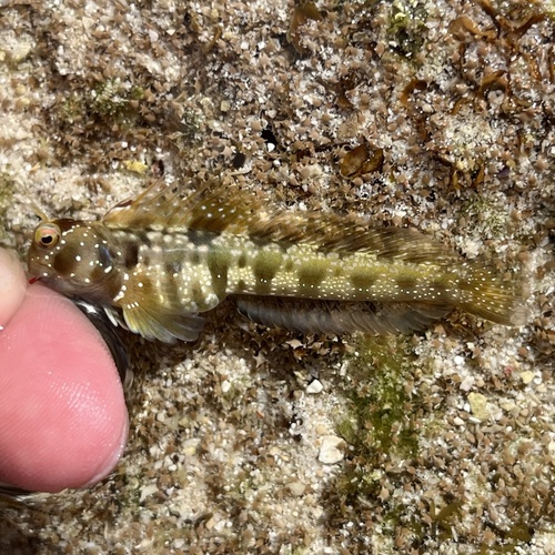 Rhabdoblennius snowi observed 2026-07-02