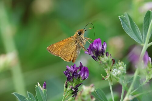 Large Skipper