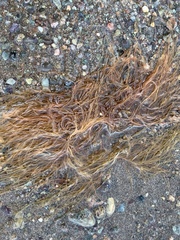 Gracilariaceae