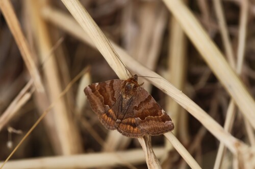 Burnet Companion