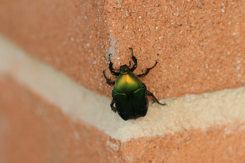 European Rose Chafer
