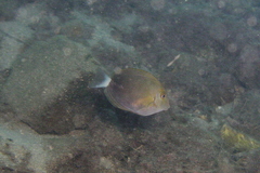 Acanthurus xanthopterus