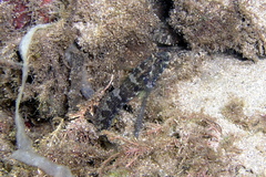 Bathygobius krefftii