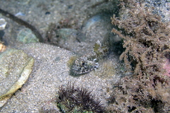 Bathygobius krefftii