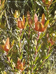 Alatosperma
