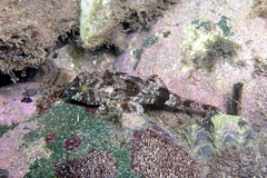 Centropogon australis