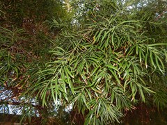Afrocarpus