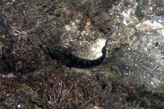 Cryptocentroides gobioides