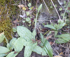 Habenaria arenaria