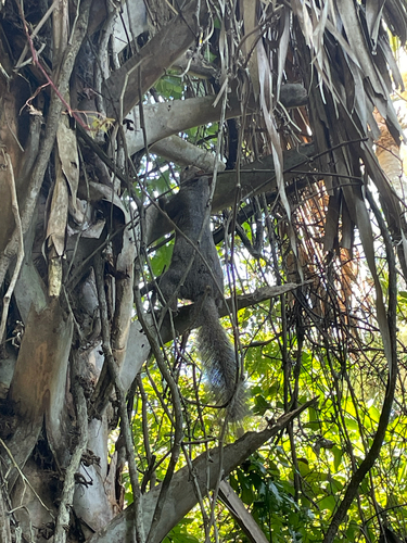Eastern Gray Squirrel