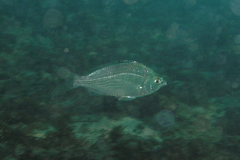 Gerres subfasciatus