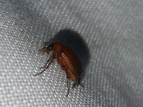 Brown Chafer