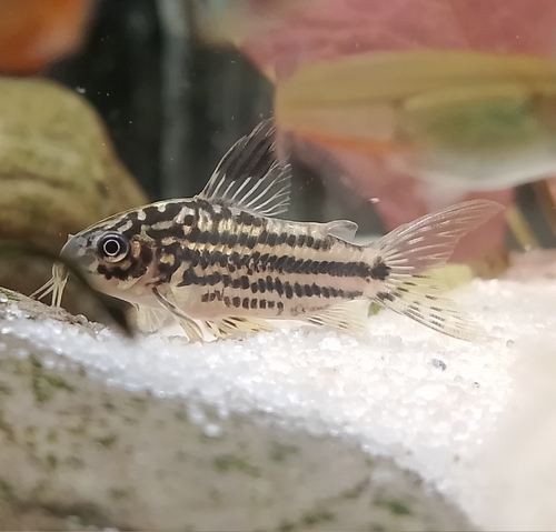 Rio Napo-pantsermeerval (Corydoras napoensis) — Callichthyidae — 4
