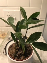 Zamioculcas