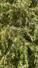 Juniperus