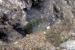 Parablennius intermedius