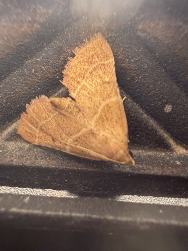 Hypsopygia incarnatalis